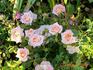 Hanky Panky rose photo