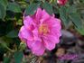 Sachet ™ rose photo