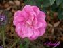 Sachet ™ rose photo