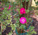 Red Explorer rose photo