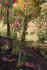 Red Explorer rose photo