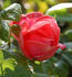 Autumn Sunlight rose photo