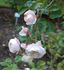 Madame Souchet rose photo