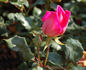 Elizabeth of York rose photo