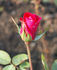 Spreeathen rose photo