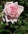Lady Medallist rose photo