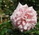 Lady Medallist rose photo