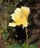 Frau Elisabeth Sprenger rose photo