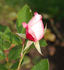 Anneliese rose photo