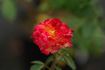 Alice Faye rose photo