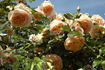 Jocelyne Salavert ® rose photo