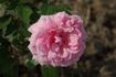 Gruppenkönigin rose photo