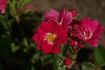Maréchal Foch rose photo