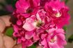 Maréchal Foch rose photo