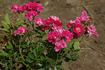 Maréchal Foch rose photo