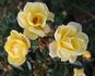 Dolly Dot rose photo