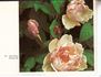 Irène Watts rose photo