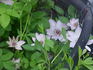 C. 'Dawn' clematis photo