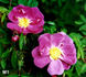 M 1 rose photo