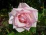 Cajun Signature rose photo