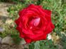 Christine's Dream rose photo