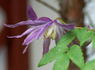Blue Bird clematis photo