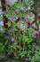 Blue Bird clematis photo