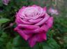 Spellcaster rose photo