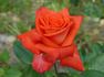 Vera Johns rose photo