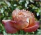 Avenir rose photo