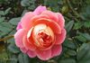 Fanfare rose photo