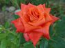 Vera Johns rose photo