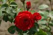 Mädi rose photo