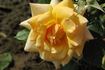 Cheshire rose photo