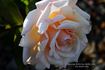 Buttercup rose photo