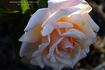 Buttercup rose photo