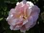 Hawaiian Sunset rose photo