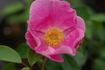 <i>Rosa anemonoides</i> Rehder Synonym rose photo