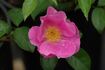 <i>Rosa anemonoides</i> Rehder Synonym rose photo