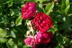 Grootendorst Supreme rose photo