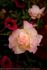 Lord Tarquin rose photo