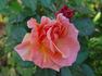 Caramel Sunset rose photo