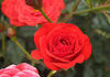 Beni-Hime rose photo