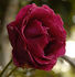 Fragrance rose photo