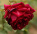 Nocturne rose photo