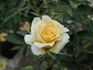 Buttermint ™ rose photo