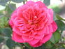 Doris Bennett rose photo