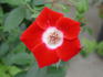 Hoot Owl rose photo