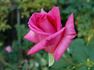 Jean du Tilleux rose photo