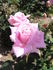 Jezebel rose photo